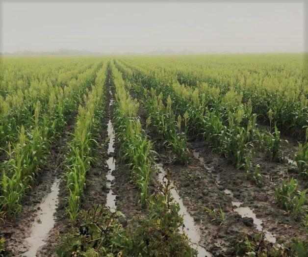 LLUVIAS BENEFICIAN CULTIVOS Y ACTIVIDAD PRODUCTIVA DEL CAMPO POTOSINO