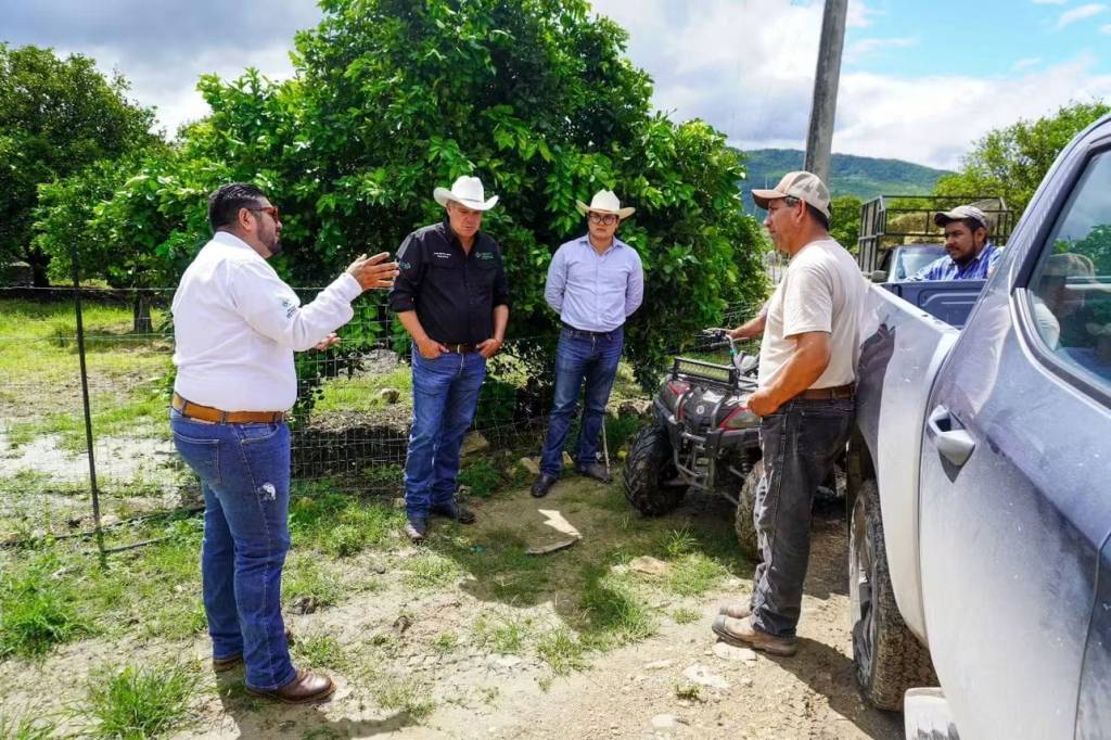 SAN LUIS POTOSÍ MANTIENE PROTOCOLOS PARA MANTENER BAJO CONTROL PLAGA DE LANGOSTA CENTROAMERICANA