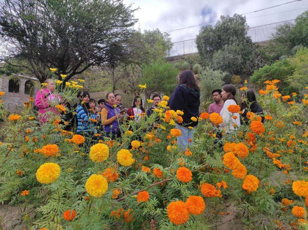Jardín botánico El Izotal de la UASLP acerca a la comunidad a los aromas, sabores y usos tradicionales del cempasúchil