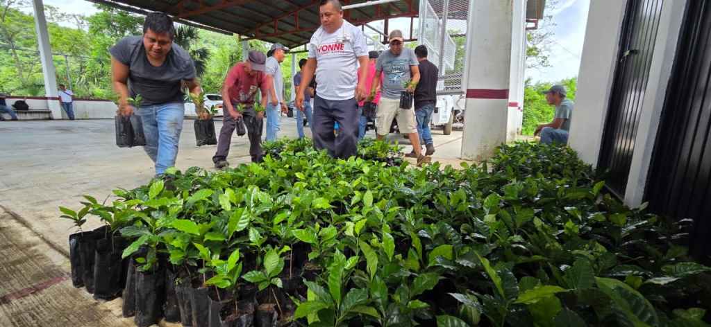 SAN LUIS POTOSÍ PRODUCE MÁS DE 100 MIL ÁRBOLES PARA REFORESTACIÓN Y PROYECTOS PRODUCTIVOS